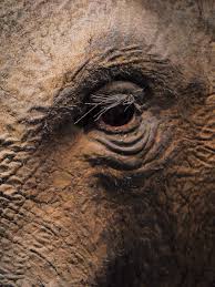 an elephant's eye
